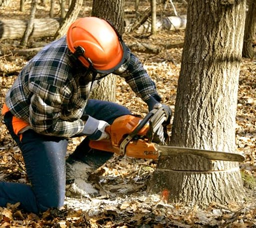 Tree Removal in Woodland, GA